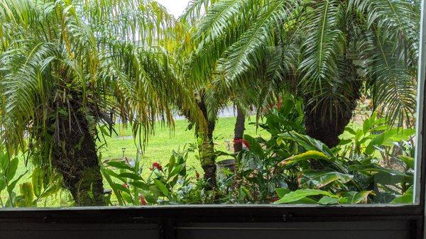 Before the project started, you can see all the overgrowth and moss on the palms