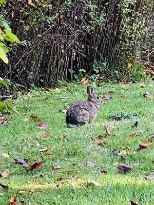 Cute bunnies live here