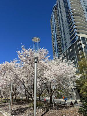 Spring blossoms