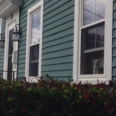 An adoptable kitten keeps watch