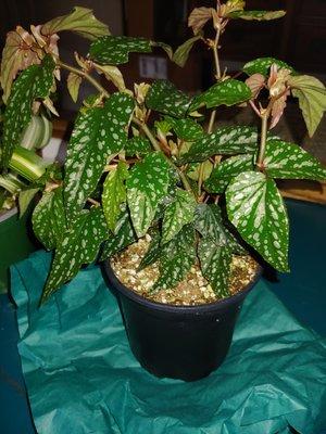 Angelwing begonia 'Medora'. Cute robust 4". Too bad it's a gift. I need it!