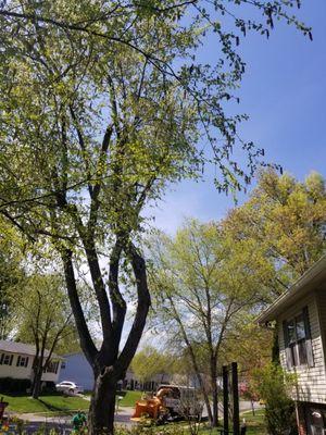 Tree trimming from a bucket.