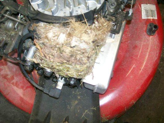 Use Mothballs to keep mice making nests in your equipment.