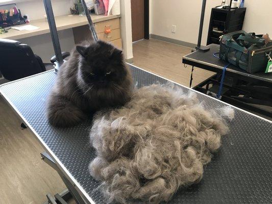 Ask for our de-shedding treatment for your feline friend!