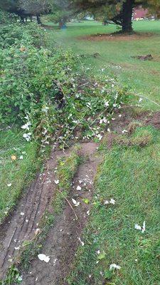 That's my flower garden with truck tracks through it