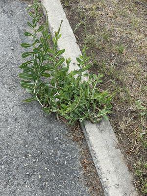 Look flowers!