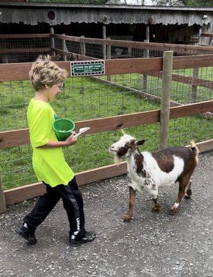 This goat wouldn't quit following us! :)