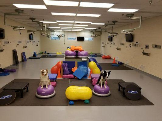 Helping dogs stay fit