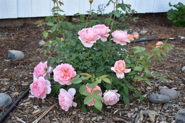 Fair Oaks Boulevard Nursery