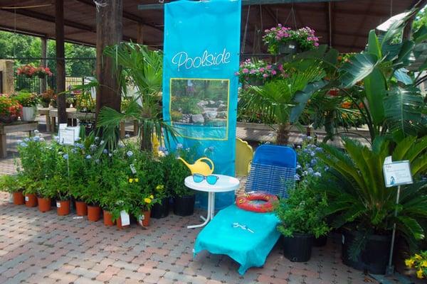 Summer plants from Calloway's in Flower Mound