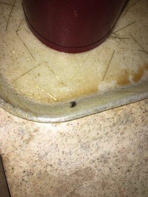 A fly stuck to the tray the cups sit on.