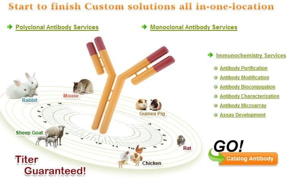 Custom Antibody Production Services