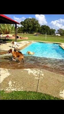 Dog park and pool!