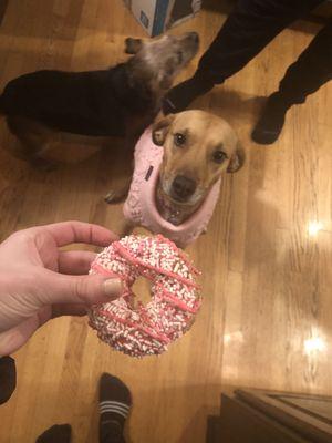 Dog donut