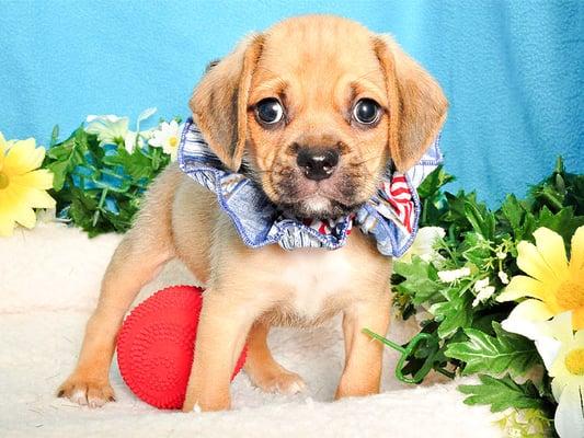 Precious Puggle puppy