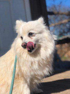 This is my beautiful pup (not post groom but just so you can see how furry she is)