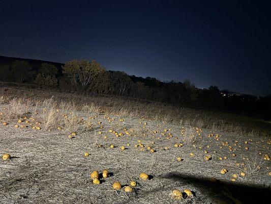 Vala's Pumpkin Patch