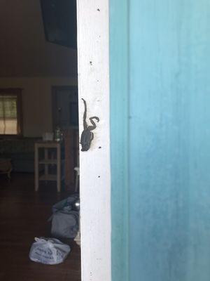 Dead frog smashed in doorway