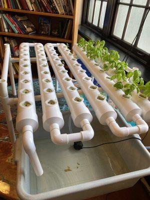 Hydroponic?