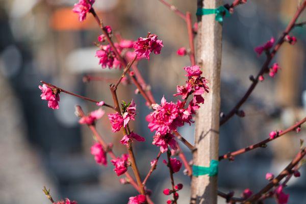 Atomic Red Flowering Nectarine