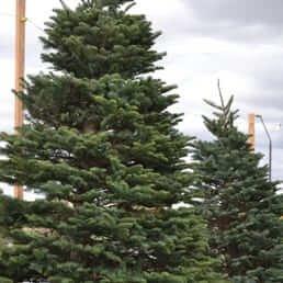 Arizona Best Christmas Tree Lot