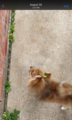 August 30th: bows braided into her fur