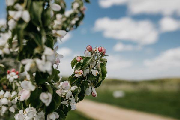 Apple blossoms at Ski-Hi.