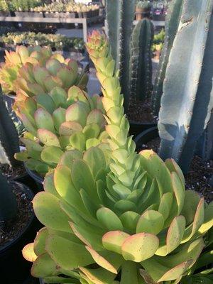 Aeonium canariensis in bloom