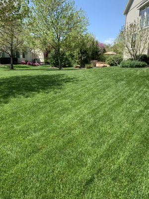 My lawn looks great!!