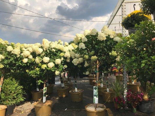 Beautiful hydrangea trees!
 Bergen Garden Center and Farms