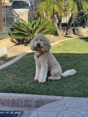 Bentley at Groomers!  Classic Dog Grooming CV!