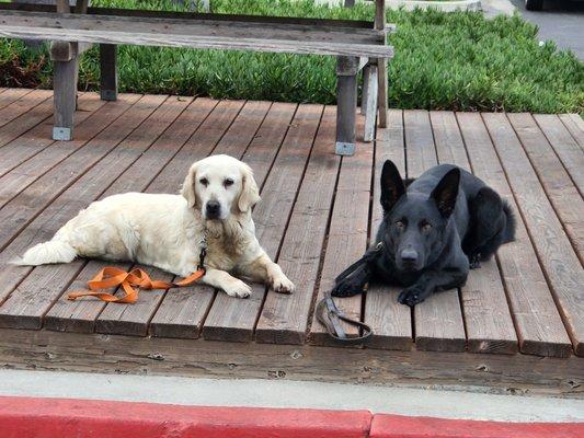 Happy dogs doing long downs