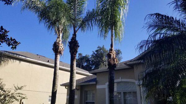 We can take care of your Palms and trees. Just text us your pictures and we'll provide a quote!