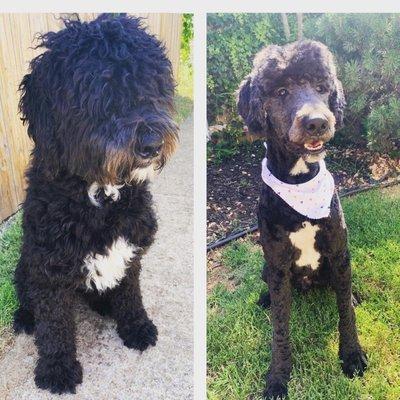 Sheepadoodle summer cut