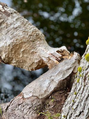 Beavers doing their thing!