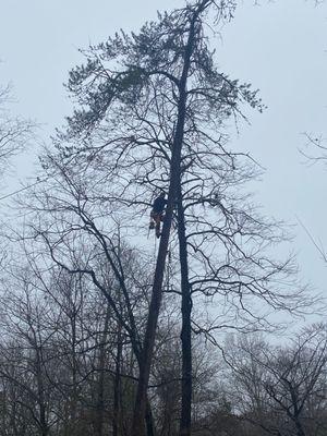 We safely remove any tree, big or small.