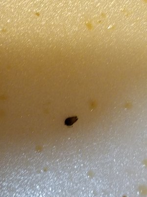 Had a cockroach in my lo mein..