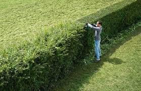 Experience the difference sharp edges will look on your hedges!