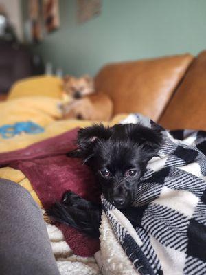 Baby Gino, at home resting