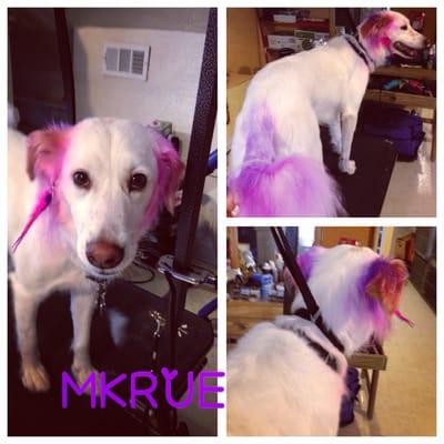 Muttly Krue dos offer color and creative grooming !