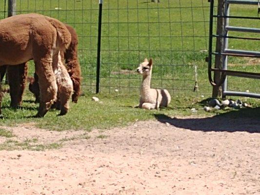 Baby alpaca, just born in May, 2021