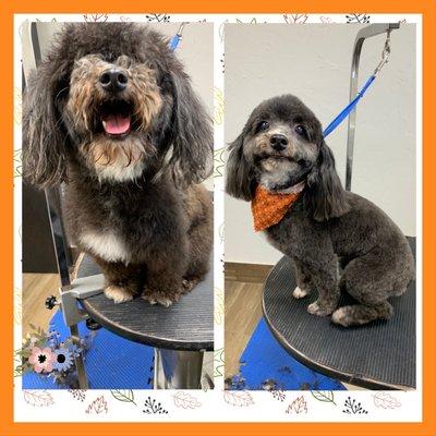 This cute face made possible by our new groomer, Erika! Schedule a grooming appointment for your pet just in time for the holidays.