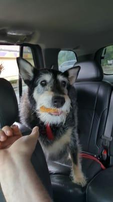 I gave my dog a burger for being a good girl at bark twice.