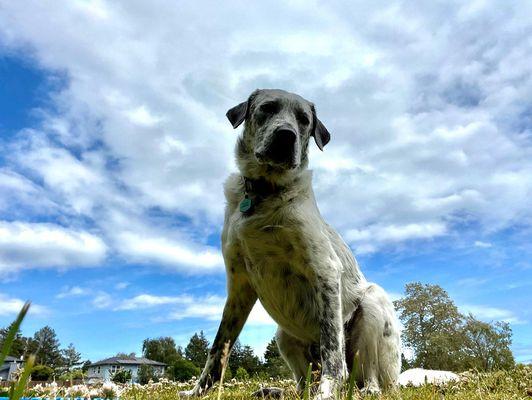 Happy Paws Santa Cruz