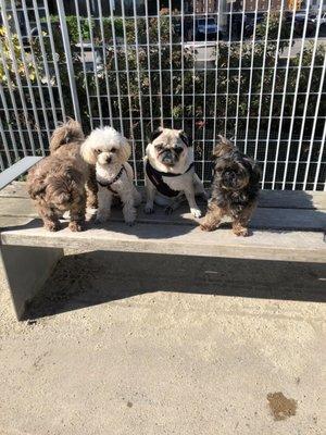 Godiva, Casey, Luna and Kono