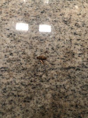 One of the thousands of cockroaches myself and others find daily in our apartments!