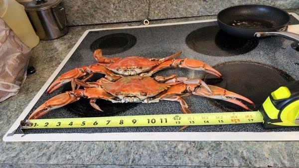 Jumbo size crabs