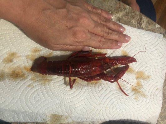 Look at the size of that crawfish!