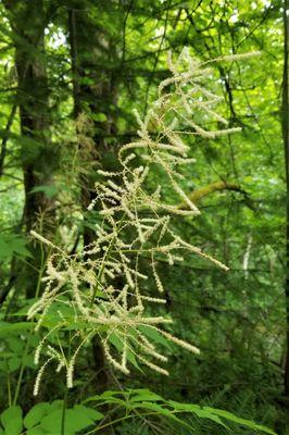 Goat's beard