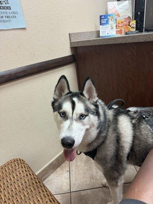 This is Ash, he's a 4 year old Siberian Husky with piercing ice blue eyes. He loves long walks in the park, pouncing into snow drifts.